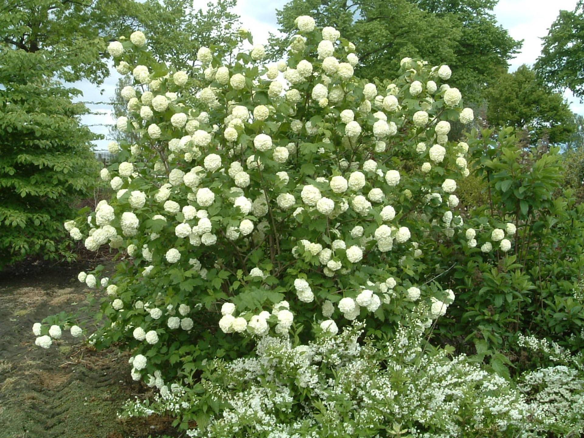 viburnum opulus