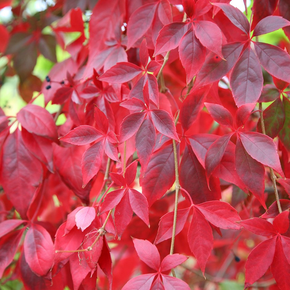 vitis quinquefolia 1