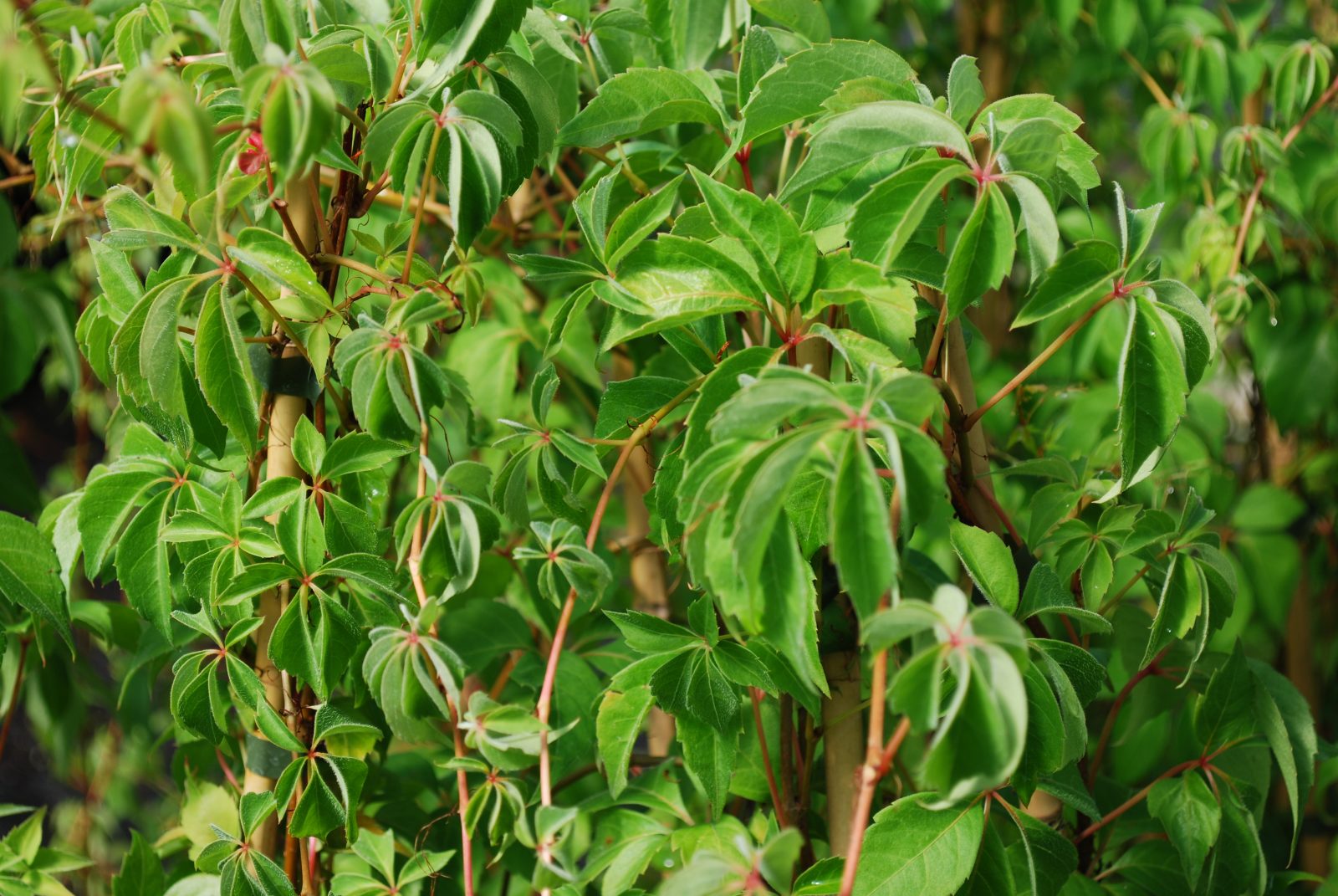 vitis quinquefolia 2