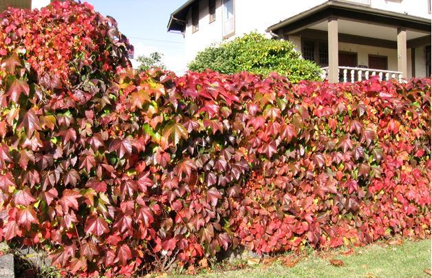 vitis quinquefolia