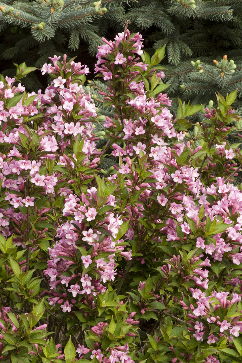 weigela pink poppet 1