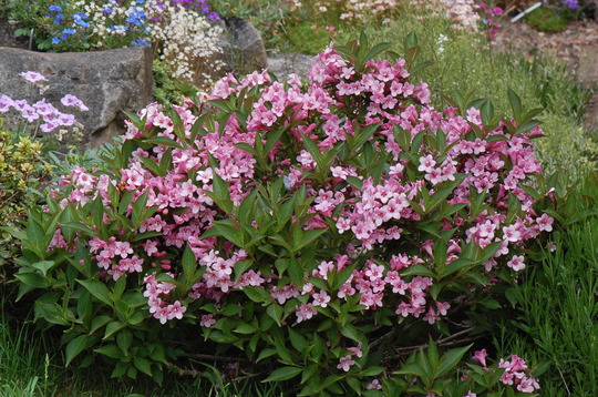 weigela pink poppet 2