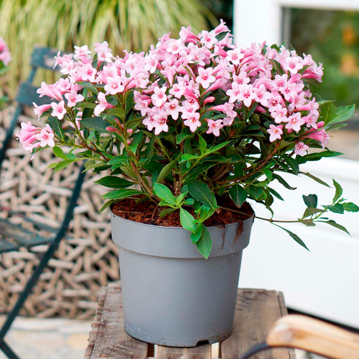 weigela pink poppet