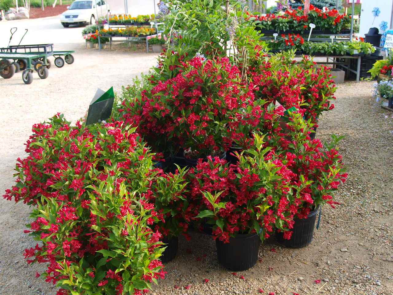 weigela red prince 2