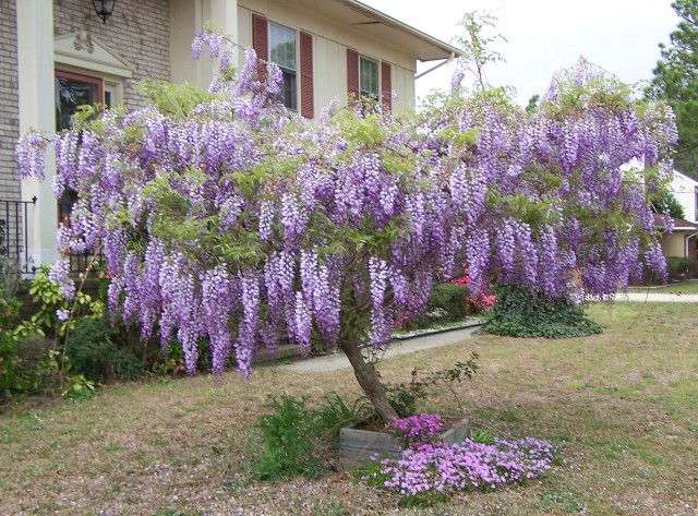 wisteria 1