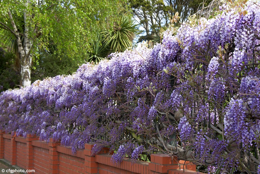 wisteria 2