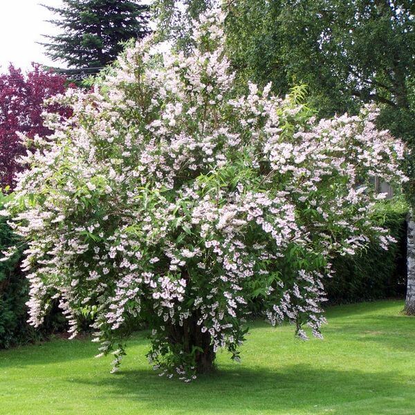 deutzia scabra 1