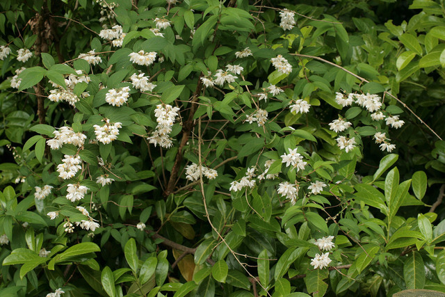 deutzia scabra 2