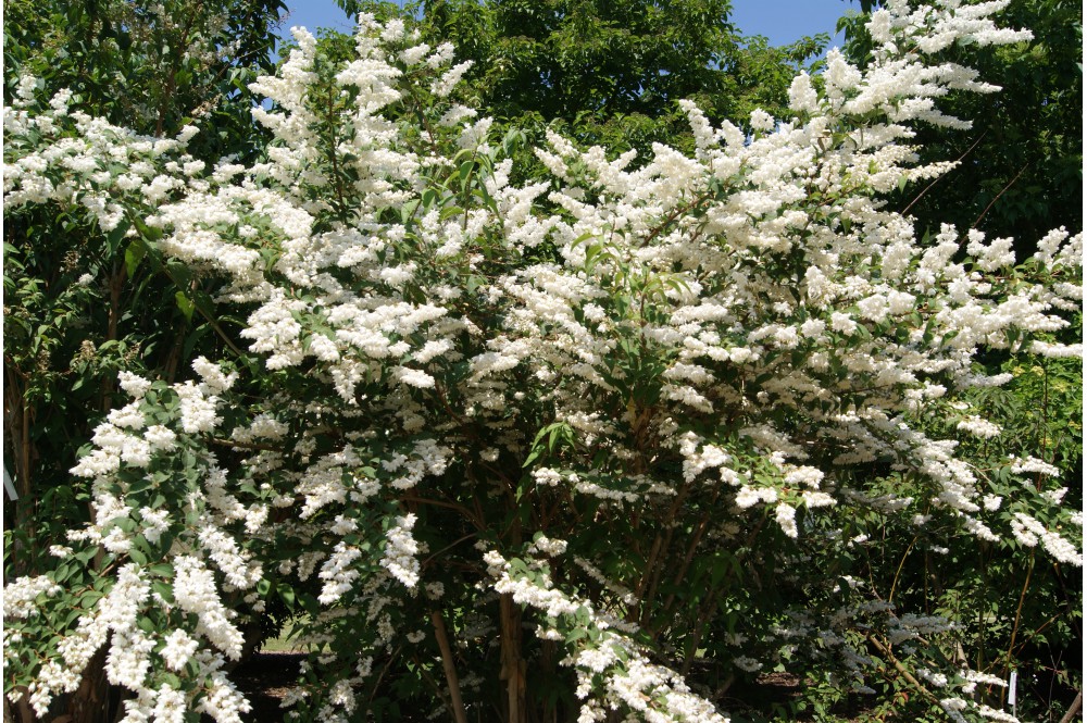 deutzia scabra
