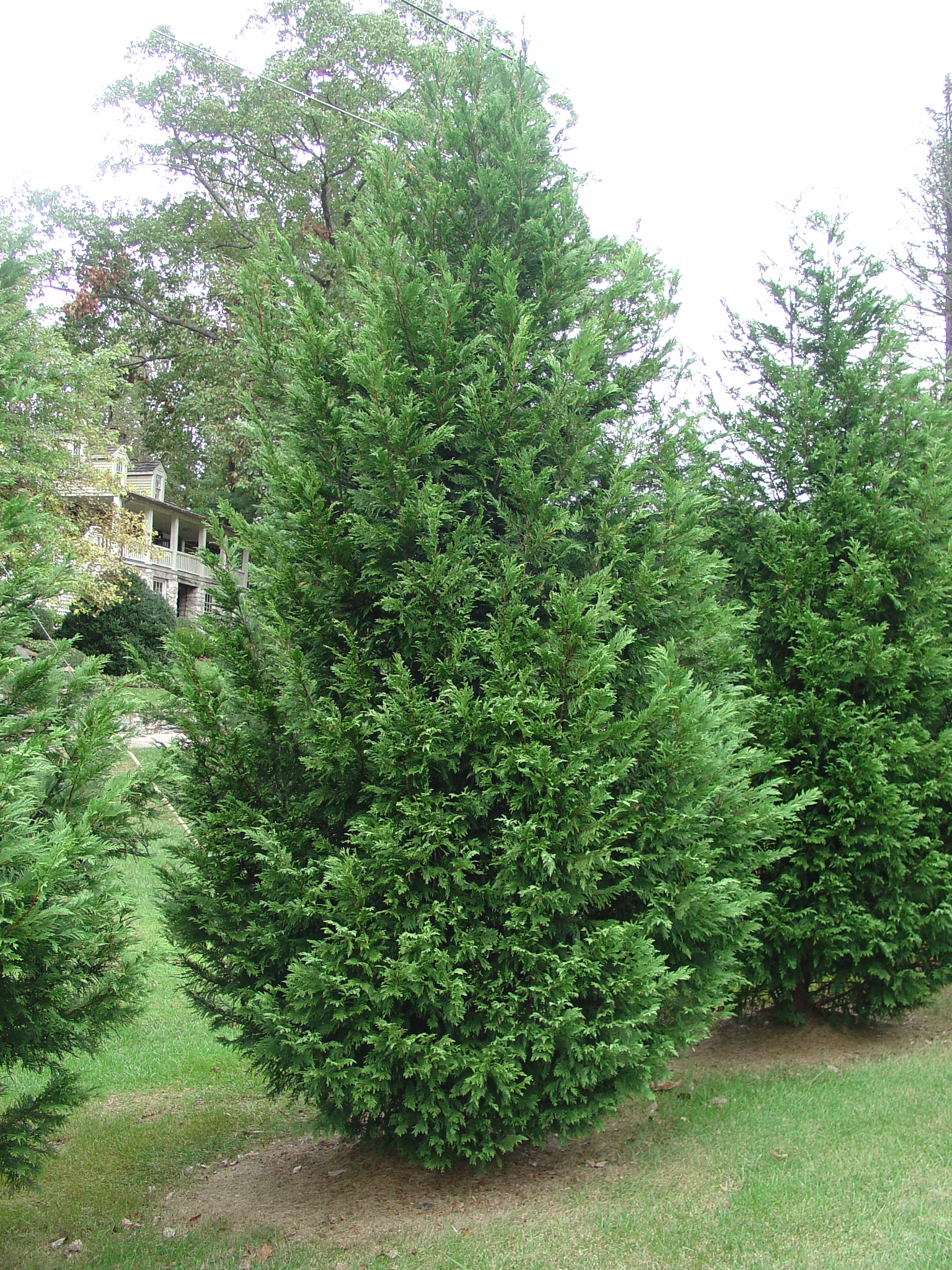 Cupressocyparis-leylandii-3