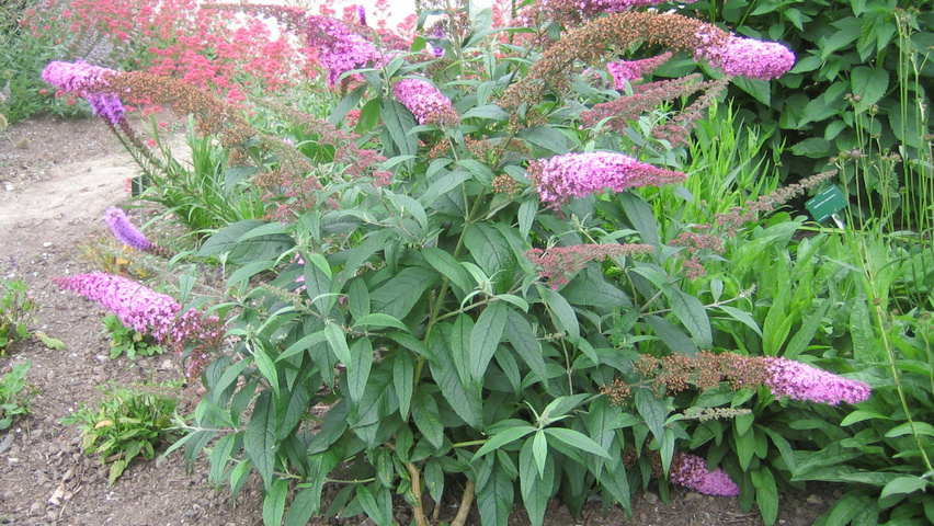 buddleja davidii pink delight 1