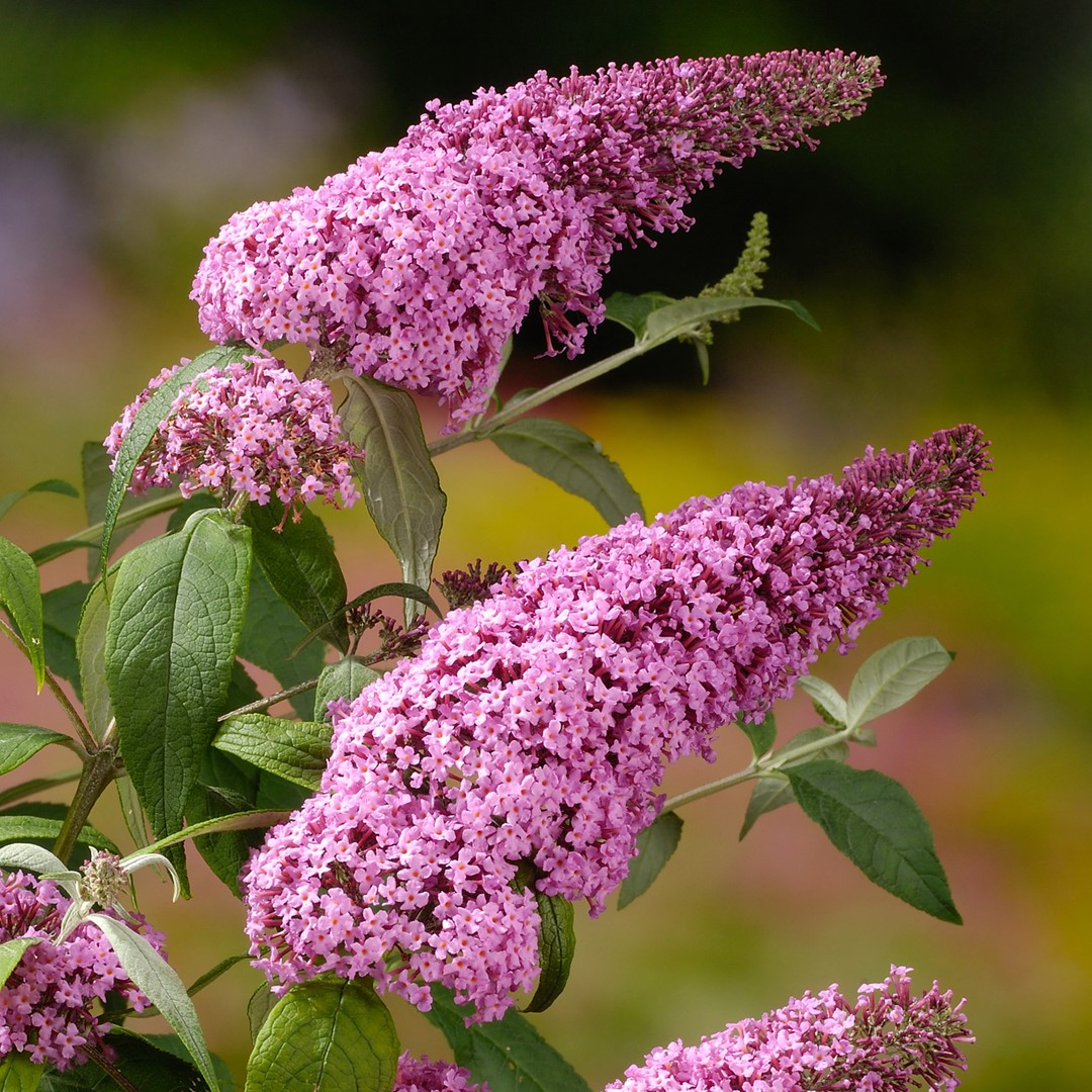 buddleja davidii pink delight 2