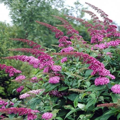 buddleja davidii pink delight