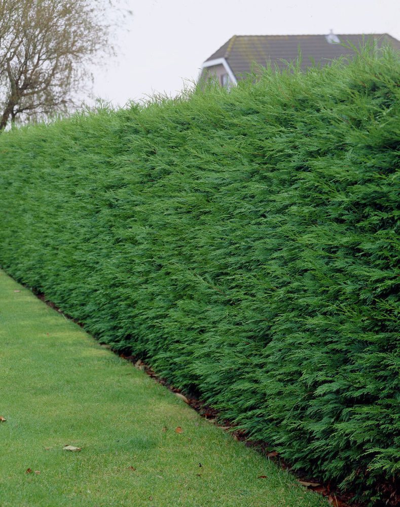 cupressocyparis leylandii 2