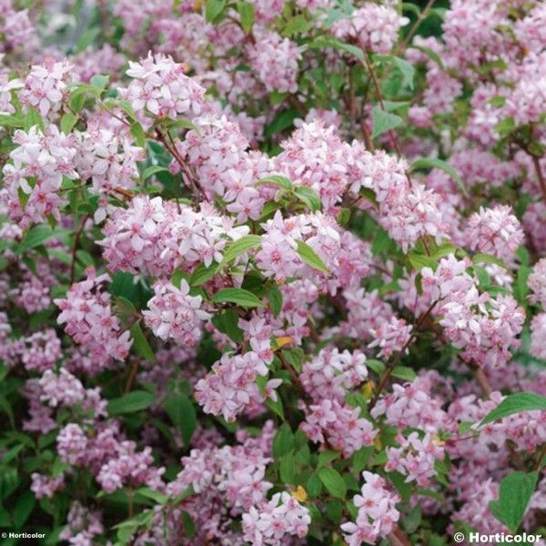 deutzia hybrida mont rose 1