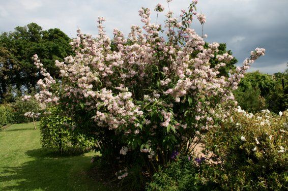 deutzia hybrida mont rose 2
