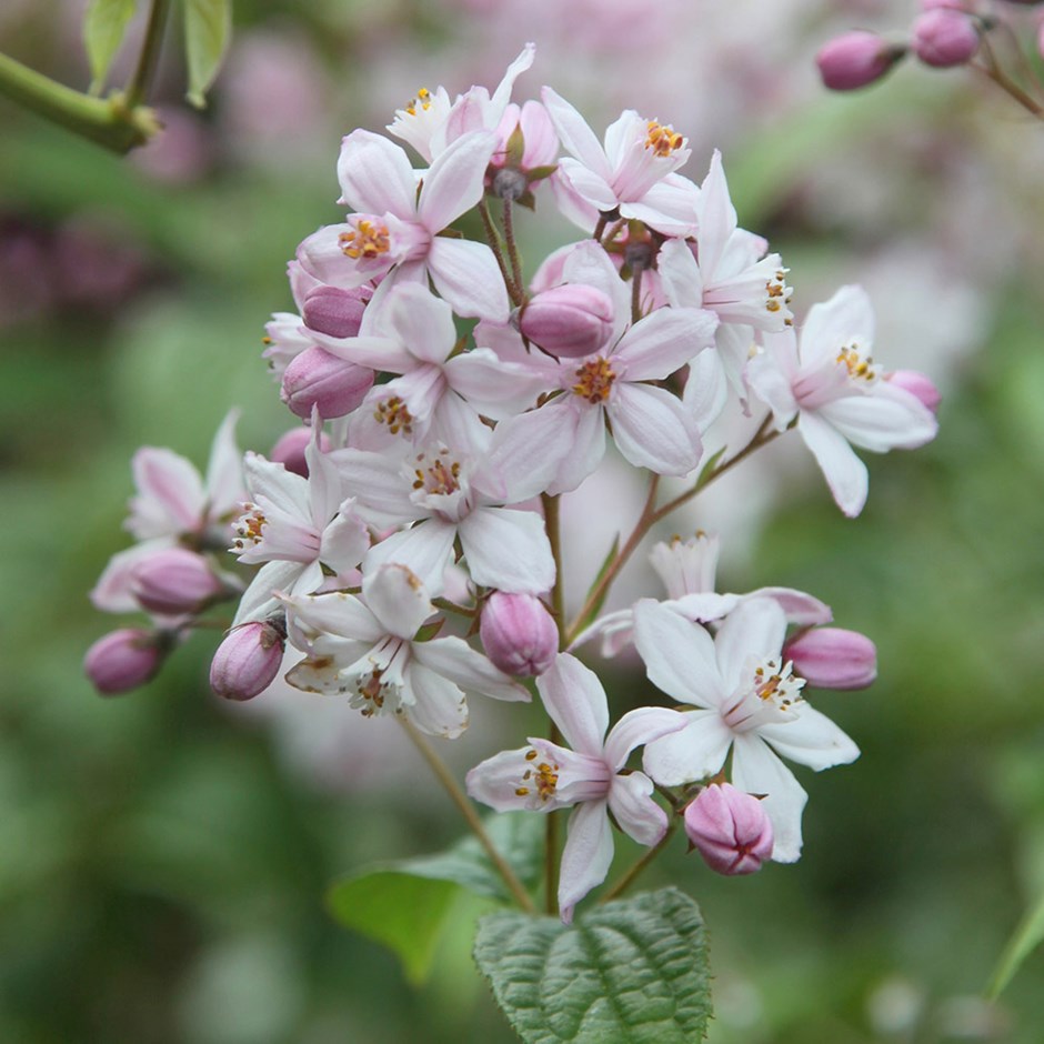 deutzia hybrida mont rose
