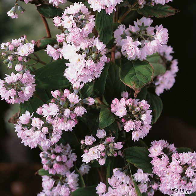 deutzia hybrida pink pom pom 1