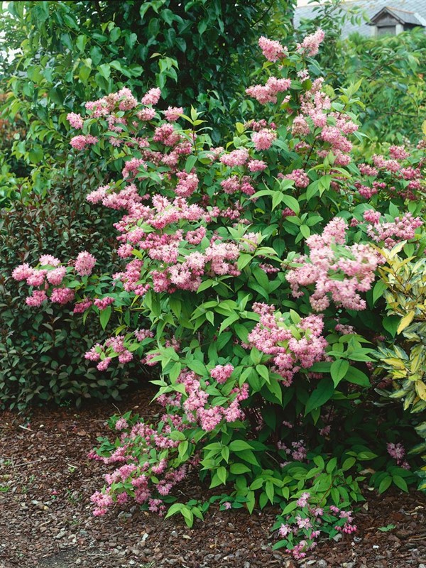 deutzia hybrida pink pom pom 2