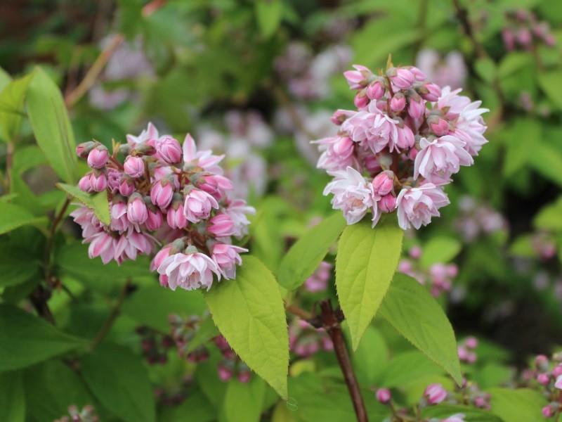 deutzia hybrida pink pom pom