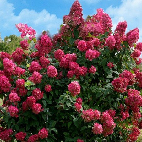 hydrangea paniculata wim's red 1