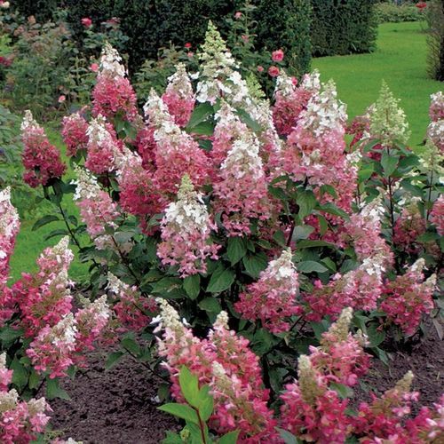 hydrangea paniculata wim's red 2
