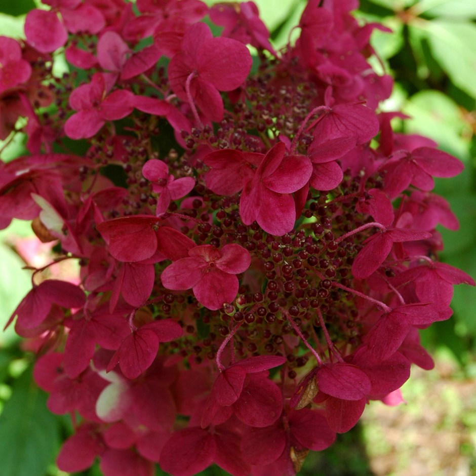hydrangea paniculata wim's red