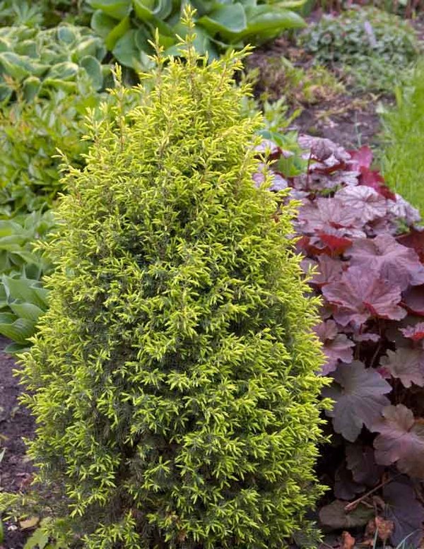 juniperus communis gold cone 1