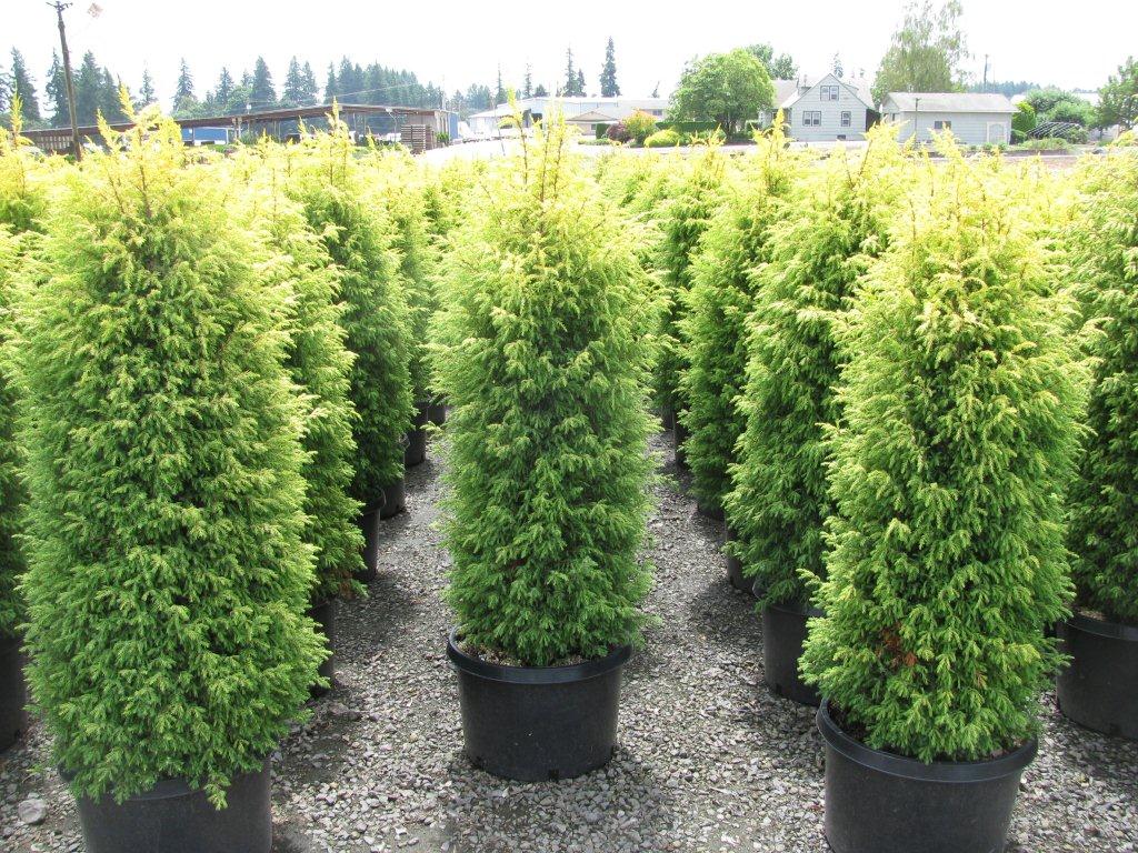juniperus communis gold cone 2