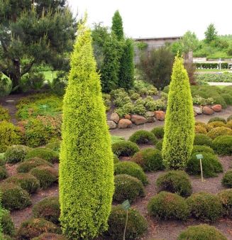 juniperus communis gold cone