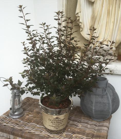 physocarpus opulifolius little joker 2