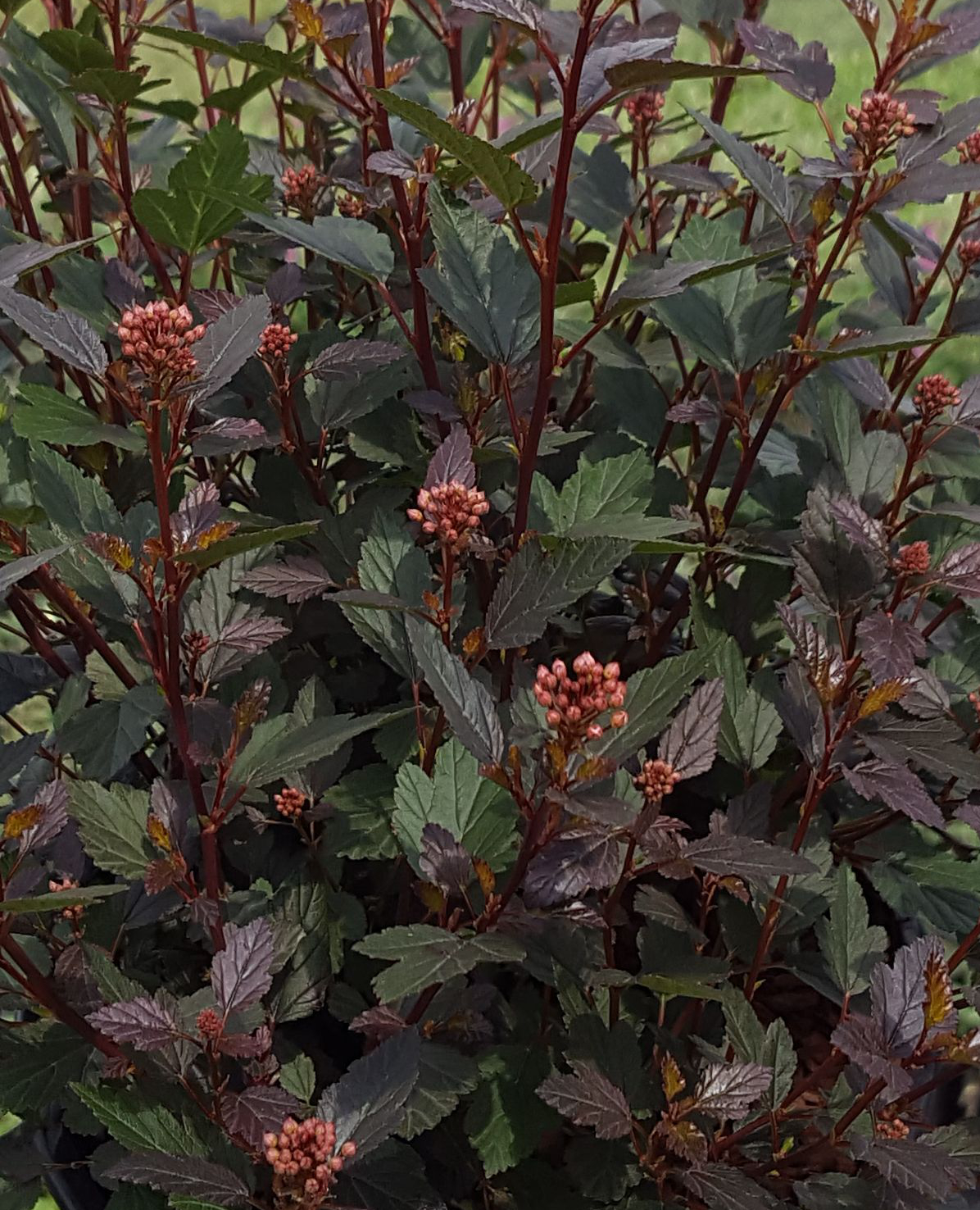 physocarpus opulifolius little joker