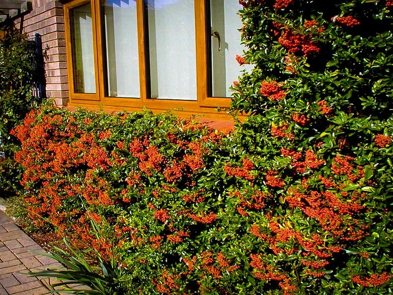 pyracantha mohave 1