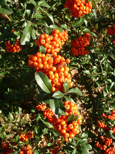 pyracantha mohave 2