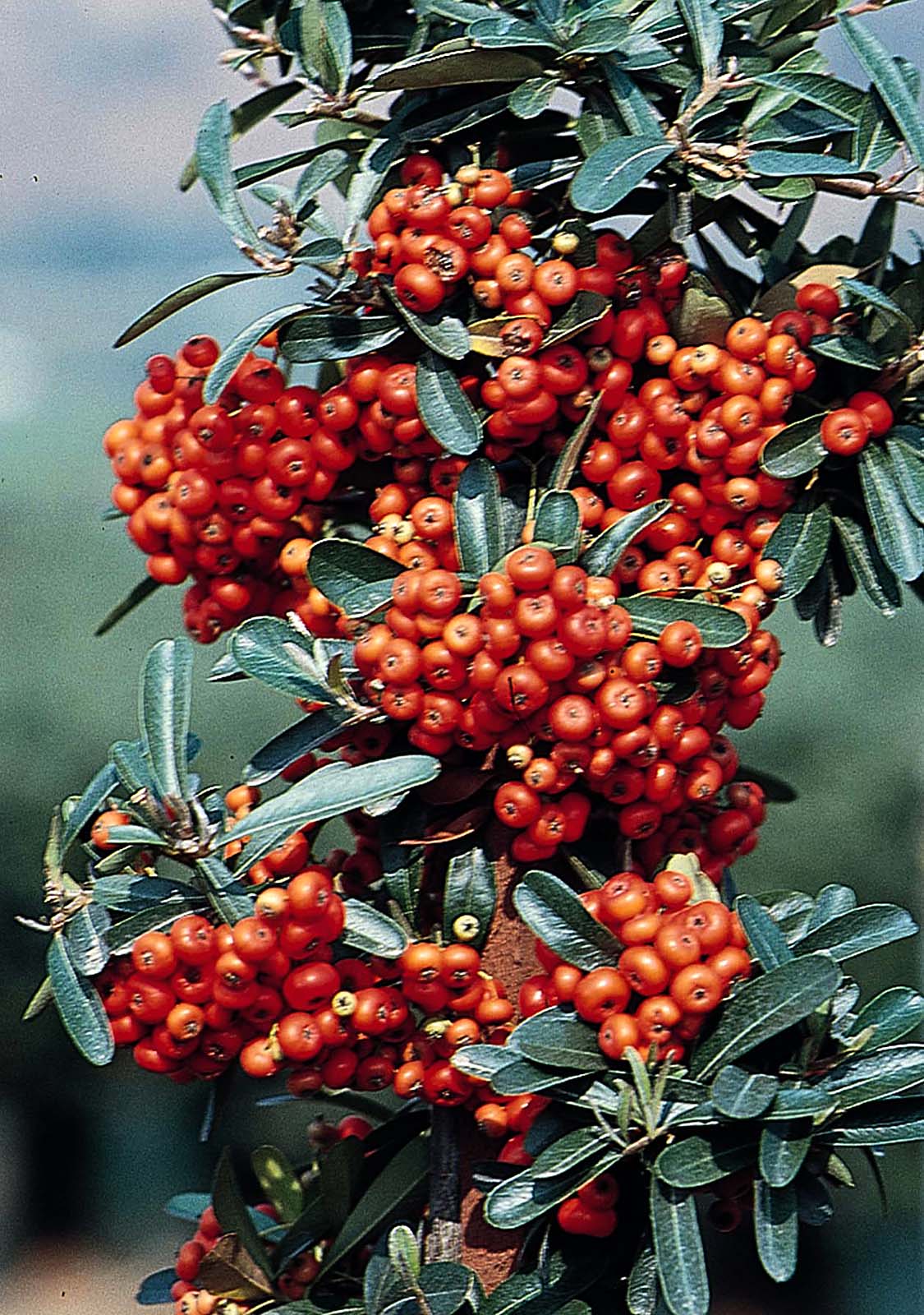 pyracantha mohave
