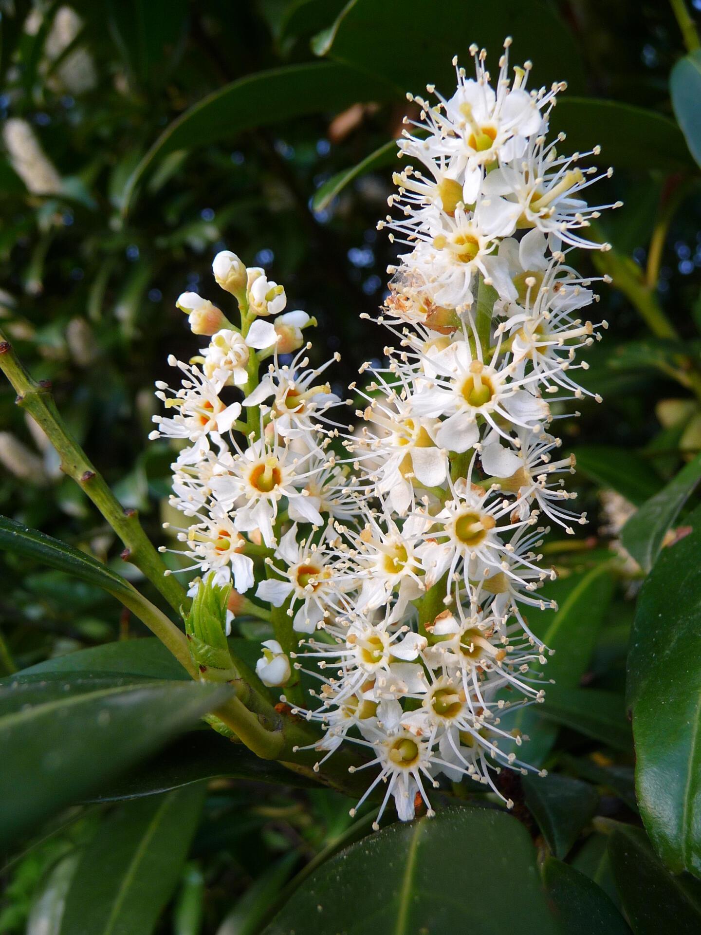 Prunus laurocerasus Caucasica 4