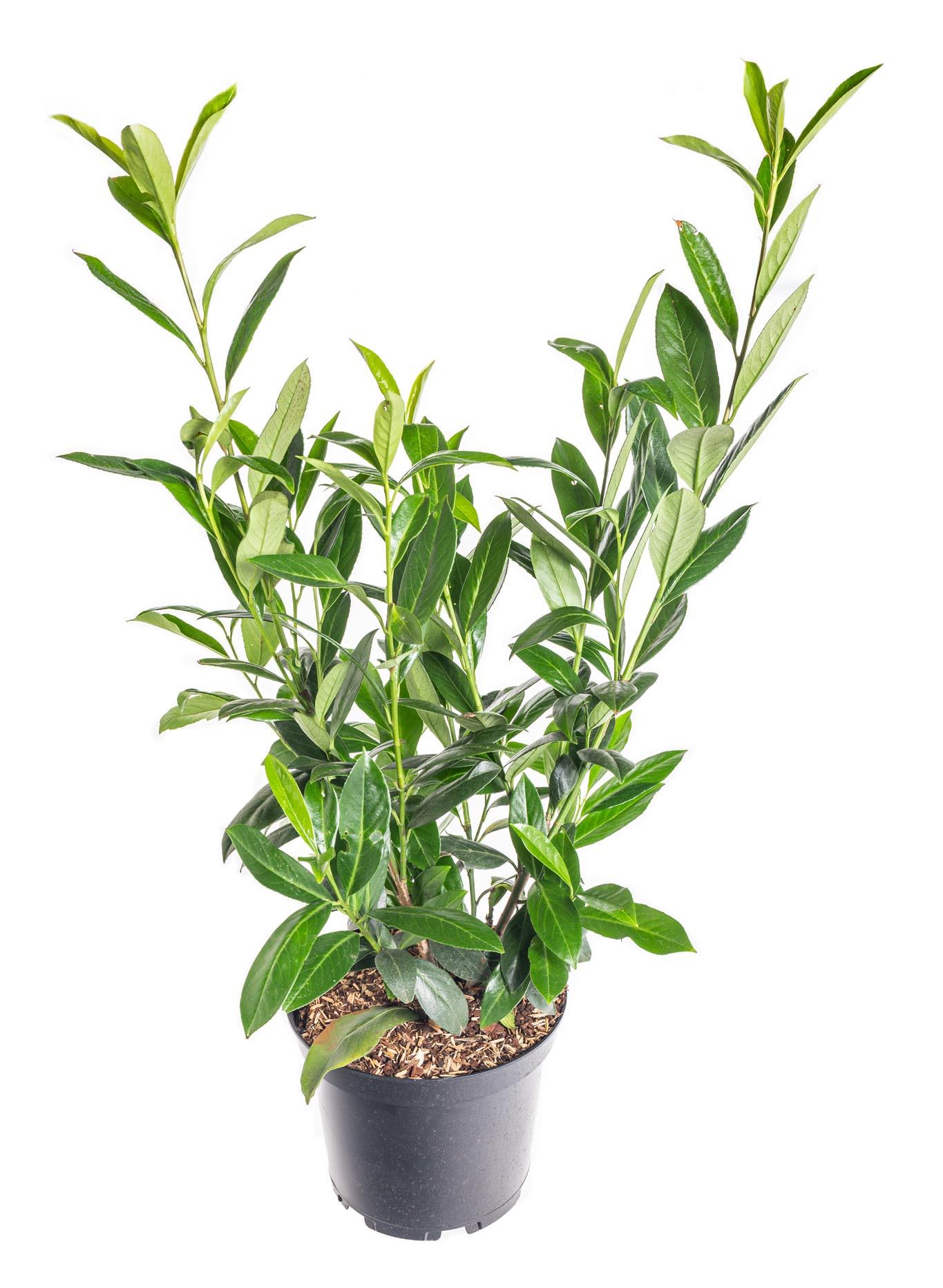 Prunus laurocerasus Caucasica