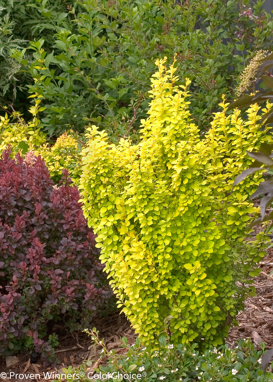 berberis golden rocket 1