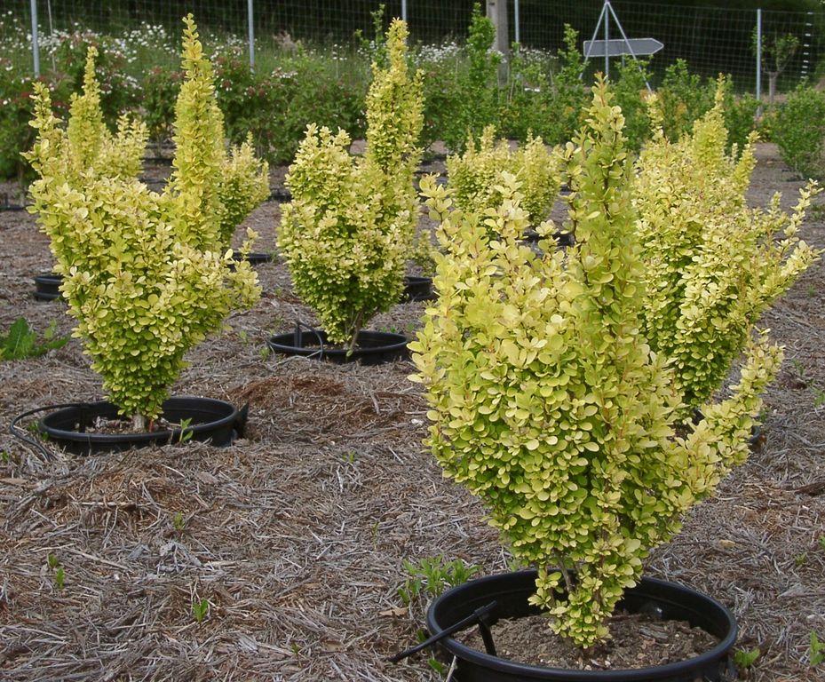 berberis golden rocket 2