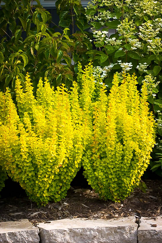 berberis golden rocket