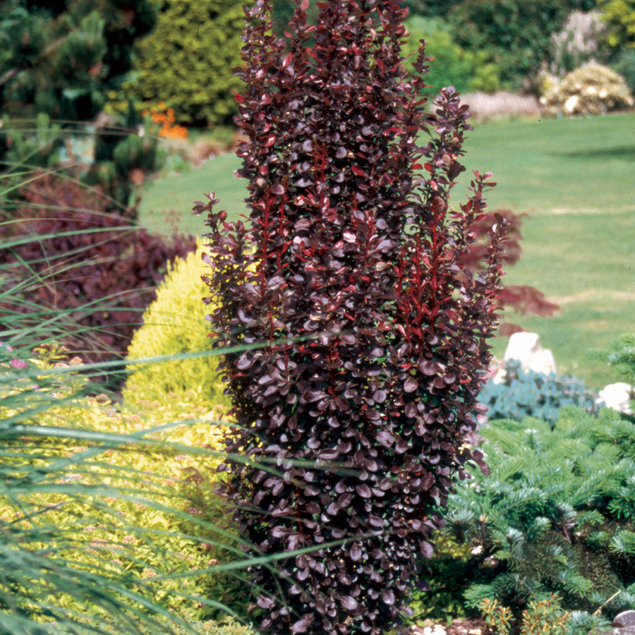 berberis helmond pillar 1