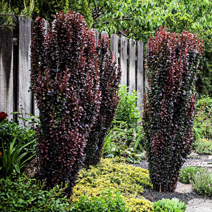 berberis helmond pillar 2