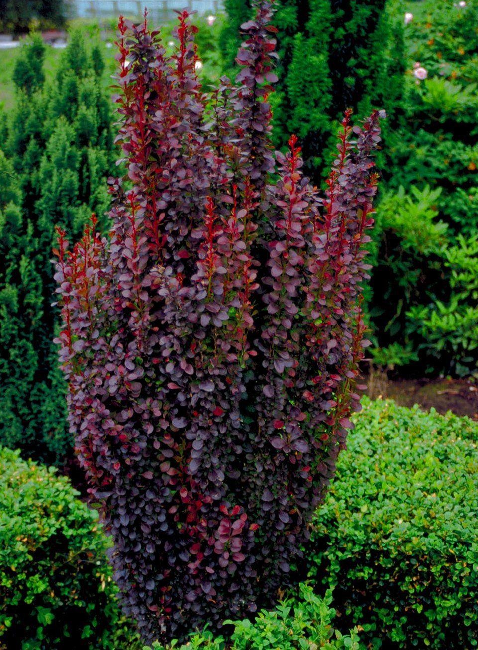 berberis helmond pillar