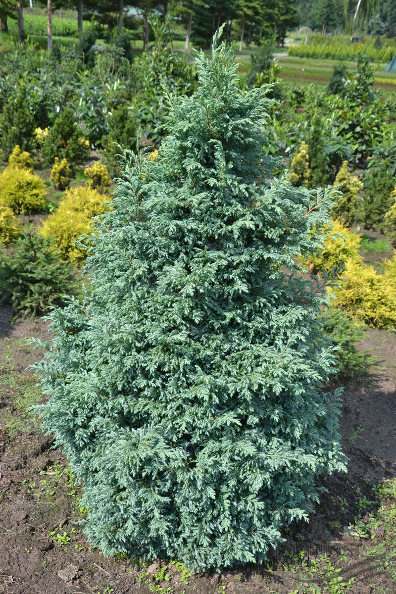 chamaecyparis pisifera boulevard 1