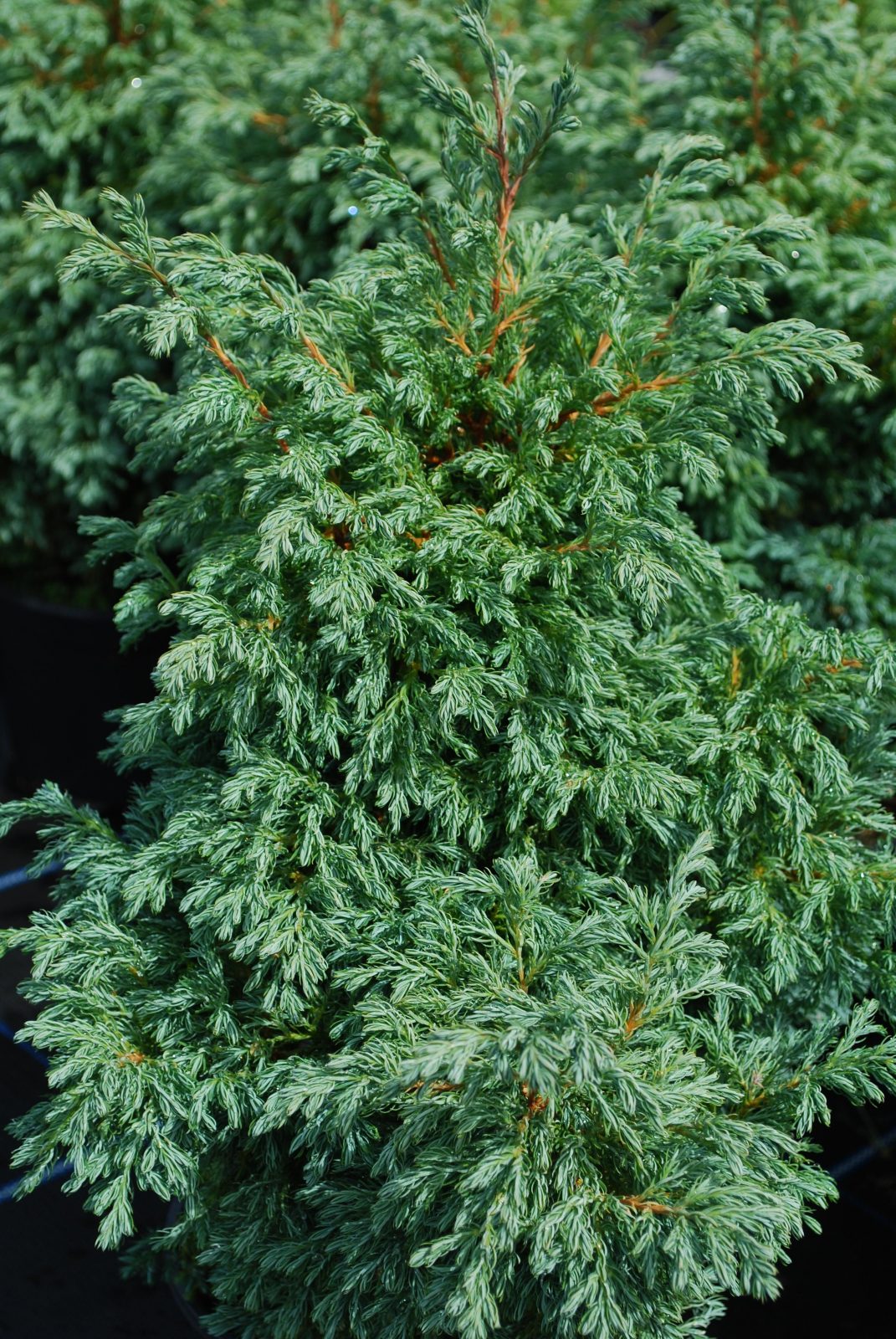 chamaecyparis pisifera boulevard 2