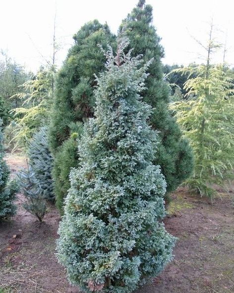 chamaecyparis pisifera boulevard