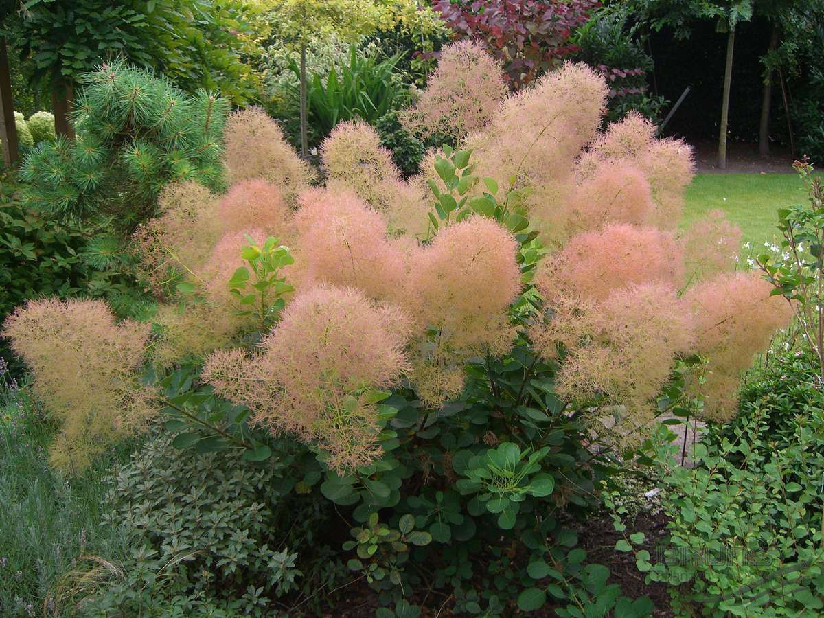 cotinus coggygria young lady 1