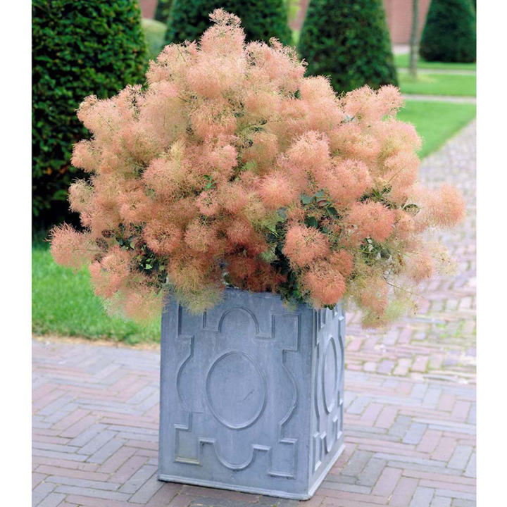 cotinus coggygria young lady 3