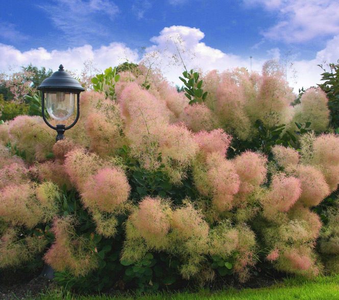 cotinus coggygria young lady