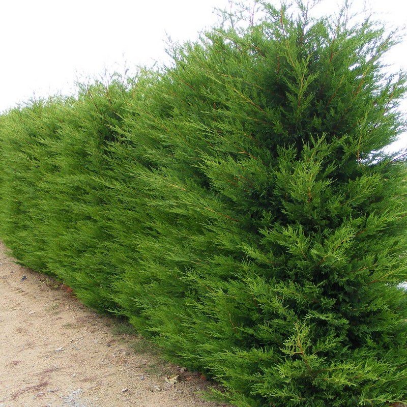 cupressocyparis leylandii 2001 1